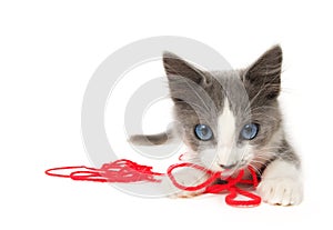 Kitten playing with yarn