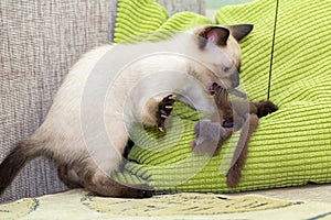 The kitten plays with a fur toy on the pillow.