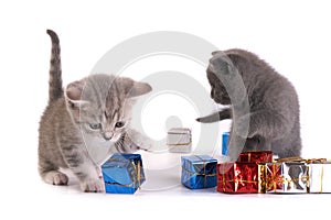 The kitten plays with gifts photo