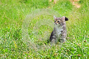 Kitten plays in a green grass