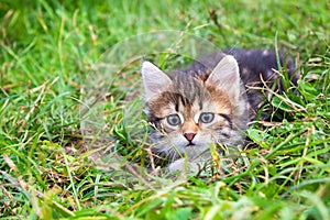 Kitten plays in a green grass