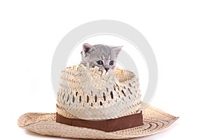 Kitten plays with a hat