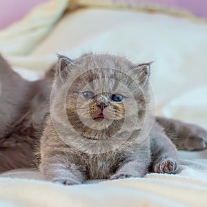 Kitten plays with mother a cat on a white cover