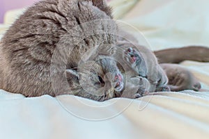 Kitten plays with mother a cat on a white cover