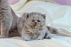 Kitten plays with mother a cat on a white cover