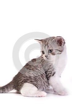 kitten plays on a white background