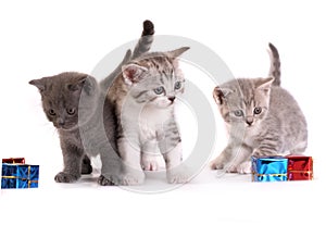 Kitten plays on a white background