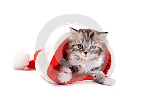 Kitten plays on a white background