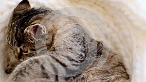 kitten plays with a white pompom .Funny kitten looks at the camera . cute video with a pet.