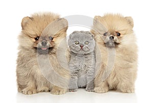 Kitten and Pomeranian puppies sits together