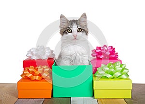 Kitten popping out of a birthday present, isolated