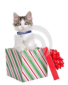 Kitten popping out of a Christmas present, isolated