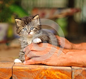 Kitten portrait