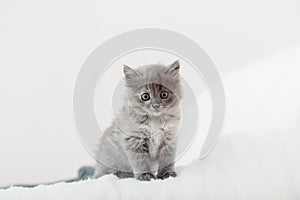 Kitten. Portrait of beautiful fluffy gray kitten. Cat, animal baby. British blue kitten with big eyes sits on beige plaid and