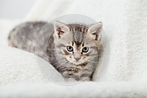 Striped tabby Kitten. Portrait of beautiful fluffy gray kitten. Cat, animal baby, kitten with big eyes sits on white plaid and