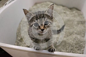 Beautiful small gray kitten is sitting in the sand in the cat toilett and looking up photo