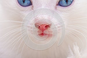 Kitten portrait. Close cat`s