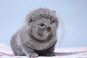 Kitten portrait, cute face