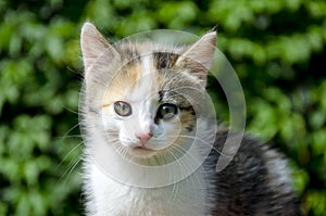 Kitten portrait in garden