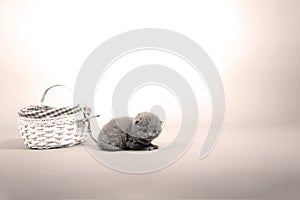 Kitten portrait near a basket