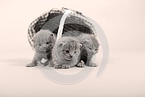Kitten portrait near a basket