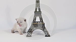 Kitten portrait near Tour Eiffel, isolated