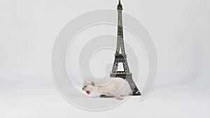 Kitten portrait near Tour Eiffel, isolated