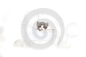 Kitten Portrait in Studio Taking a Bath