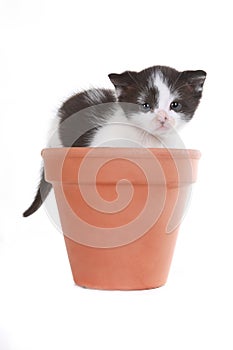 Kitten Portrait in Studio on White Background