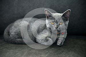 Kitten posing relaxing and looking, British Shorthair cat Blue with sparkling orange eyes sitting comfortably on a black sofa in
