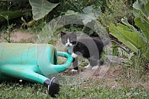 Portrait of black and white kitten in the garden.