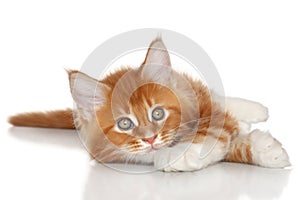 Kitten posing on a white background