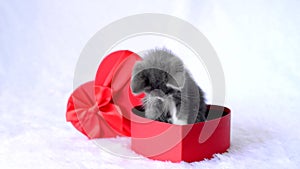 A kitten for present a holiday. A young gray cat sits in a red heart-shaped gift box on a white background. A gift with