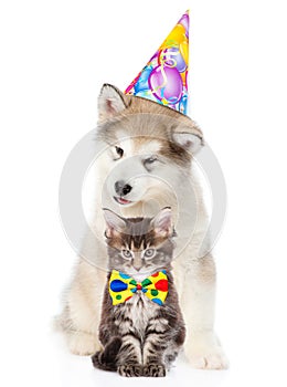 Kitten and puppy in birthday hat looking at camera together. isolated