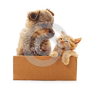 Kitten and puppy in a box
