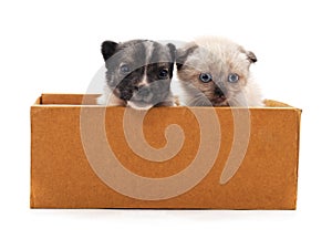 Kitten and puppy in a box