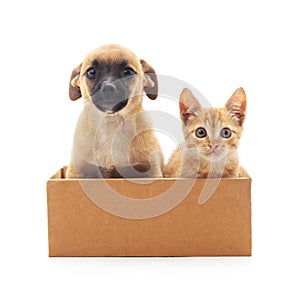 Kitten and puppy in a box.