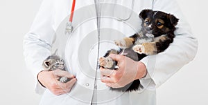Kitten puppy in doctor hands veterinary clinic. Cat dog at vet check up. Vet doctor holding kitten, puppy for check health, mammal