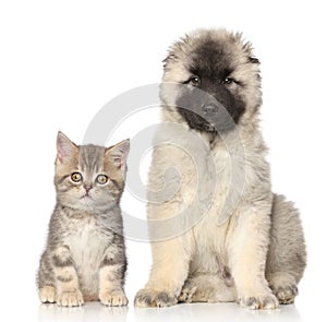 Kitten and puppy photo
