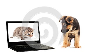 Kitten, puppy and a laptop