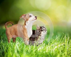 Kitten and Puppy in Long Green Grass