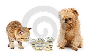 Kitten and puppy look at a pile of money