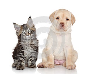 Kitten and Puppy