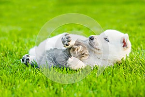 Kitten and puppy playing together on the green grass