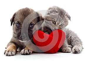 Kitten and puppy with a red heart