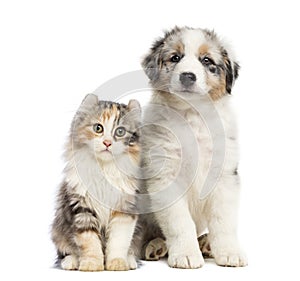 Kitten and puppy sitting, isolated