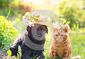 Kitten and puppy sitting together on the grass