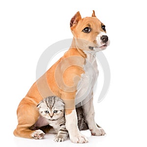 Kitten and puppy sitting together. isolated on white background