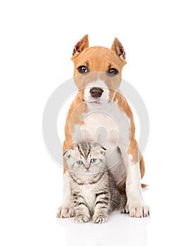 Kitten and puppy sitting together. isolated on white background