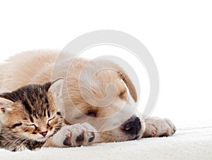 Kitten and puppy sleeping